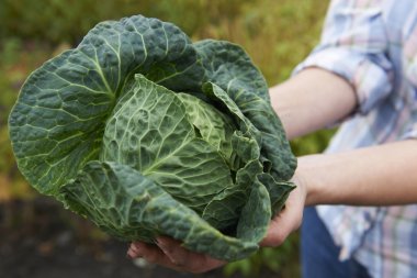 Kadın Holding ev Grwon lahana