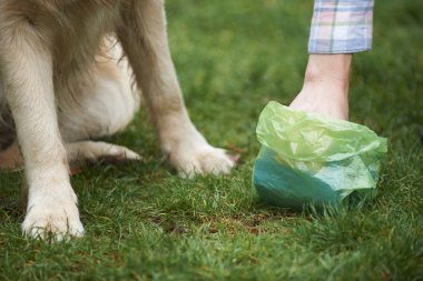 Köpek pisliği bozan Scooper ile takas sahibi