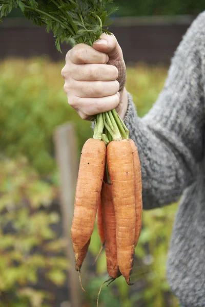 Uomo che tiene un mucchio di carote coltivate in casa — Foto Stock