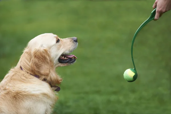 Owner Exercising Golden Retriever By Throwing Ball — Stock Photo, Image