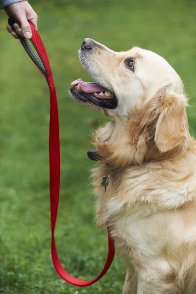 Obedience-Training für Hunde — Stockfoto