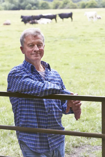 Agricultor apoyado en la puerta en el campo de vacas — Foto de Stock