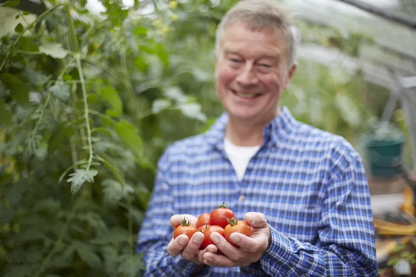 Senior Man In Greenhouse With Home Grown Tomatoes