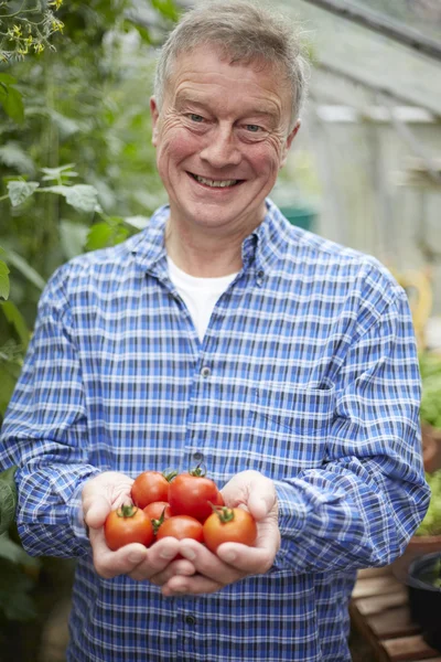 Uomo anziano in serra con pomodori coltivati in casa — Foto Stock