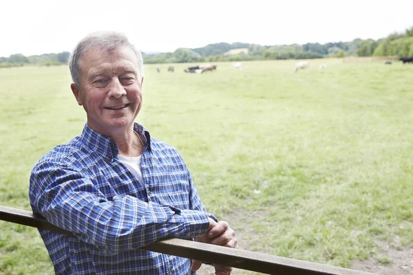 Farmář se opíral o bráně v oblasti krav — Stock fotografie