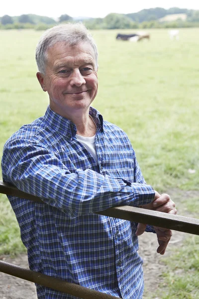 Farmer Leaning On Gate In Field Of Cows — Stock Photo, Image