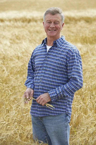 Agricultor inspeccionando cultivo de trigo — Foto de Stock