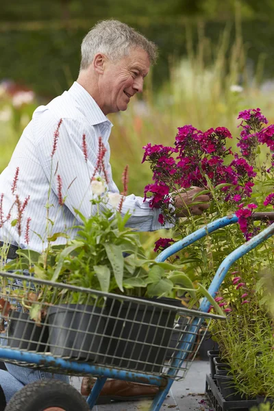 Uomo anziano che sceglie le piante al centro del giardino — Foto Stock