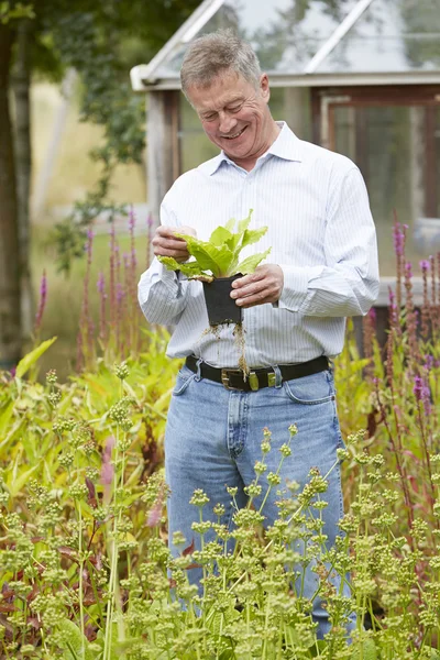 Senior homme se détendre dans le jardin à la maison — Photo