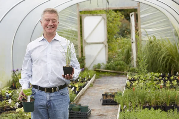 ガーデン センターでは、植物を選択する男 — ストック写真