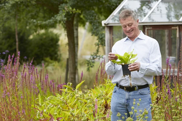 Senior Man Relaxing In Garden At Home Royalty Free Stock Photos