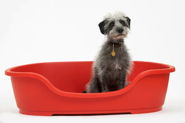 Studio Shot de acechador de mascotas sentado en la cama de perro rojo —  Fotos de Stock