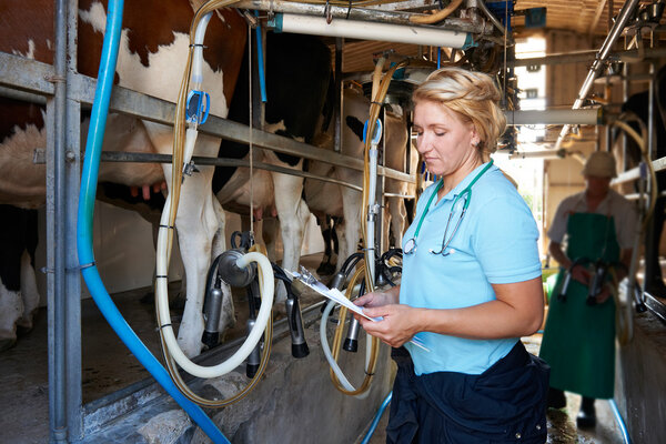 Vet Inspecting Cattle Whilst They Are Being Milked