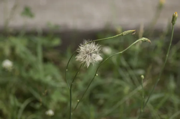 Make A Wish — Stock Photo, Image