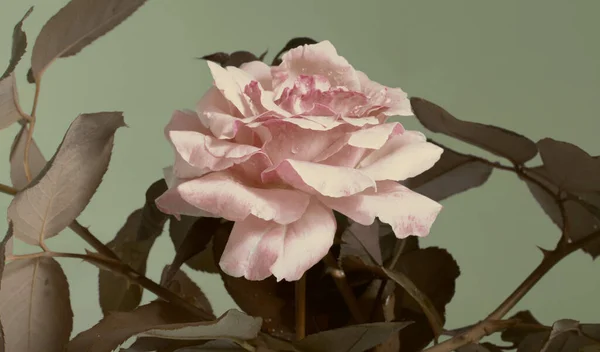 Uma Rosa Torna Vida Mais Bela — Fotografia de Stock