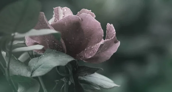 Une Rose Après Pluie Joie Après Tristesse — Photo