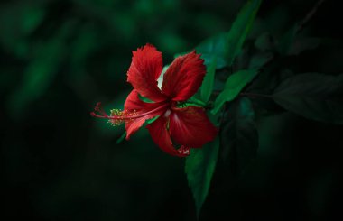 Yeşil yaprakları olan güzel kırmızı bir çiçek