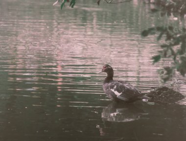 Göl büyüklüğünden önce küçük bir ördek