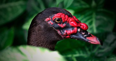Yeşil yaprakların arasında şüpheli bir ördek