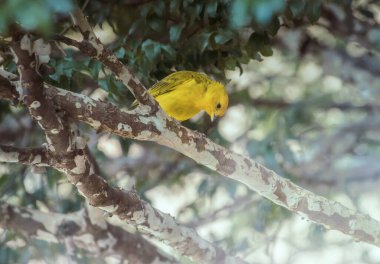 Ağaçtaki güzel bir kanarya