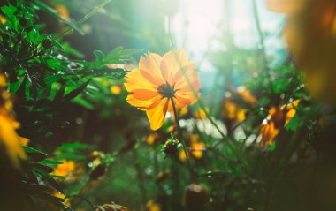 Yeşil yaprakların arasında güzel sarı çiçekler