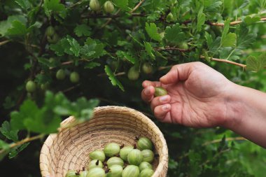 Böğürtlen tutan kadın elleri.
