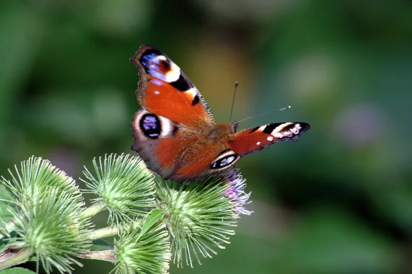 Mariposa. — Foto de Stock