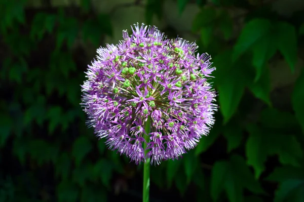 Violette bloem — Stockfoto