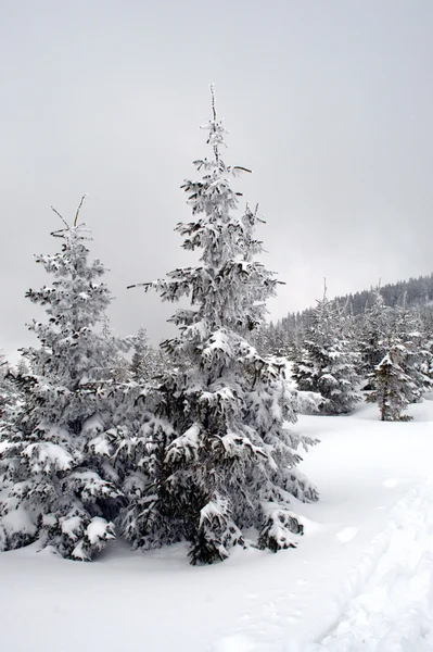 Winter idylle — Stockfoto