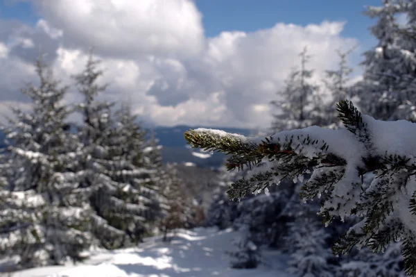 Snöiga filial i Beskydy — Stockfoto