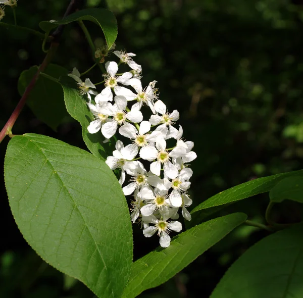 Weiße Blüte — Stockfoto