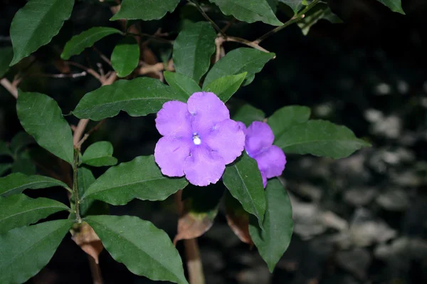 Flor violeta — Fotografia de Stock