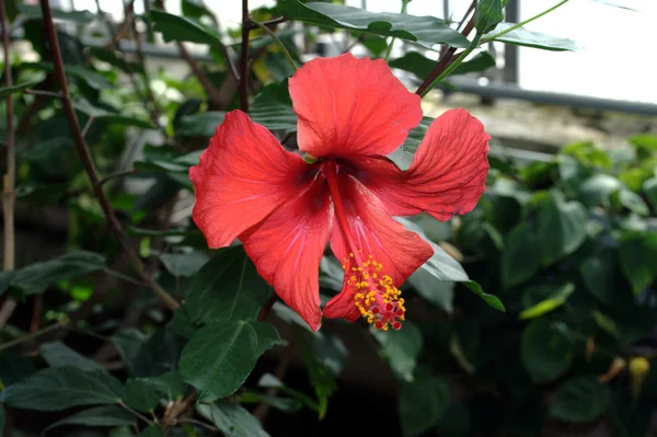 Flor vermelha Fotografia De Stock