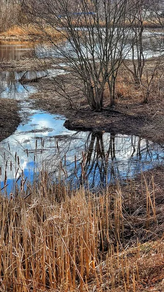 Odrazy Mraků Holých Stromů Jezírku — Stock fotografie