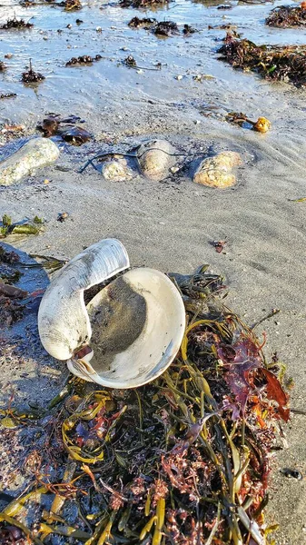 Offene Muschel Strand Bei Ebbe — Stockfoto