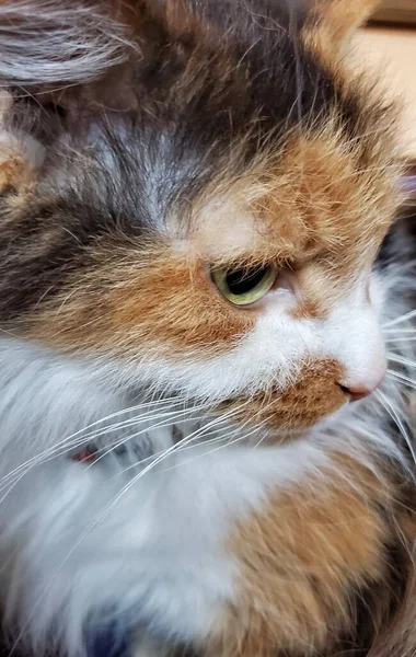 Calico Kitty Head Shot — Foto de Stock