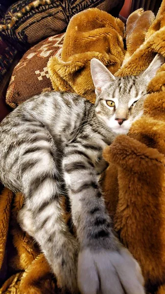 Genç Tekir Kedi Kanepede