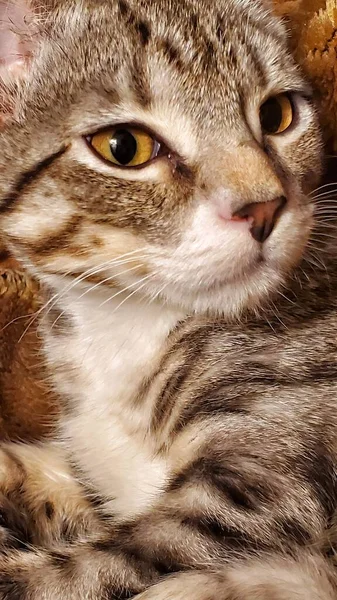 Genç Tekir Kedi 'nin Portresi