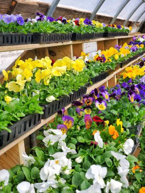 Baharda Serada Hanım evlatları