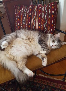 Fas yastığının yanında yatan kedinin yakın çekimi.