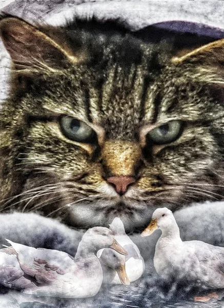 Retrato Gato Com Patos — Fotografia de Stock