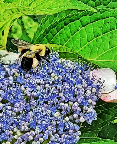 水草花上的大黄蜂 — 图库照片