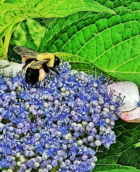 Bumblebee Hydrangea Flower — Zdjęcie stockowe