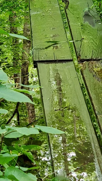Board Walk Swamp Trail Gloucester — Stock Fotó