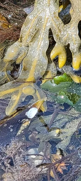 Gelber Kelp Bei Ebbe — Stockfoto