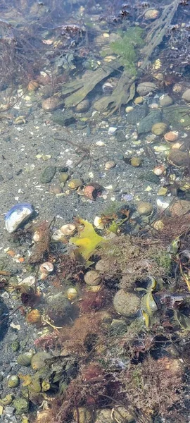 Muscheln Und Algen Bei Ebbe — Stockfoto