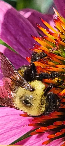 Closeup Bumblebee Coneflower — Stock Photo, Image