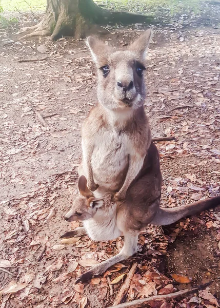Zdjęcie Zrobiono Australijskim Zoo Które Pokazuje Kangura Dzieckiem Brzuchu — Zdjęcie stockowe