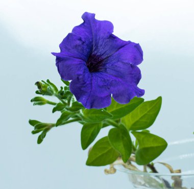 Çan şeklindeki mor surfinia petunya mikro çekimi