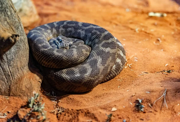 Serpiente Negra Arena — Foto de Stock